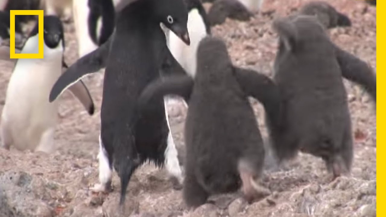 Hungry Chicks Want to Be Fed NOW | National Geographic