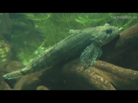 Video: Gewöhnlicher Elritzenfisch (Minnow Elritze): Beschreibung, Verbreitung