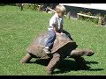 Cute babies and tortoise become friends   funny babies and pets compilation