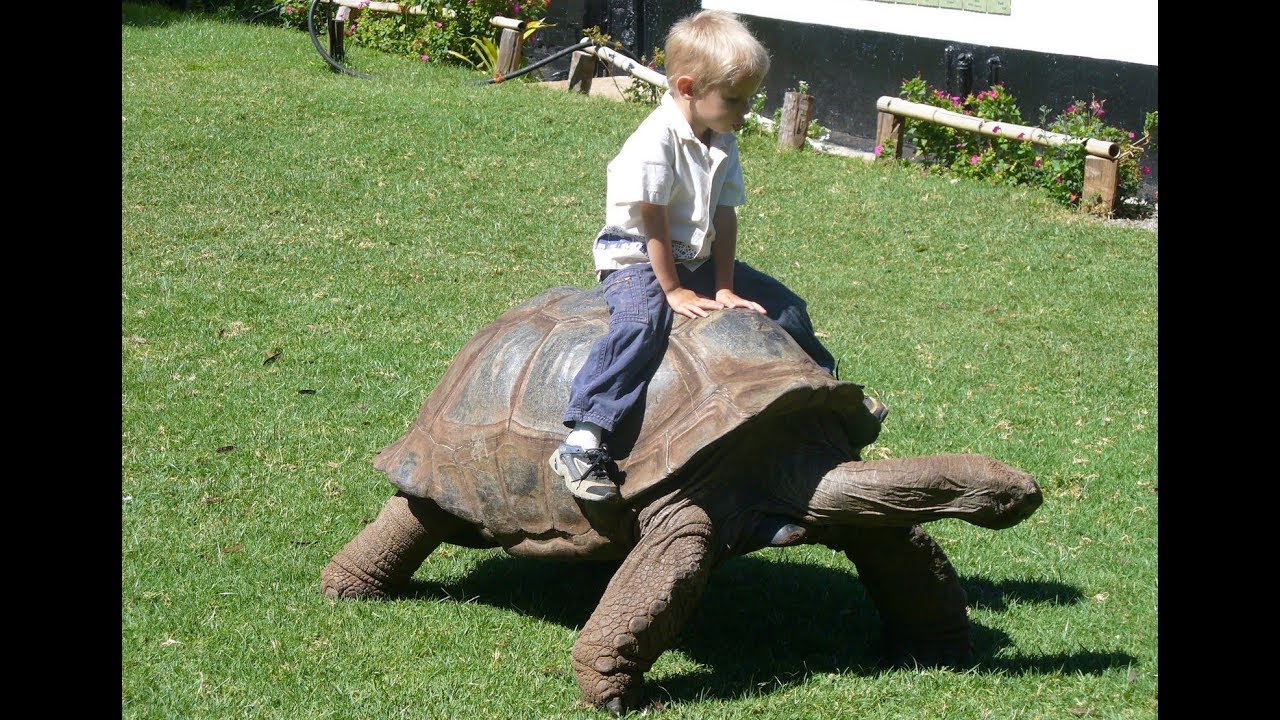 Cute Babies and Tortoise become friends    Funny Babies and Pets Compilation