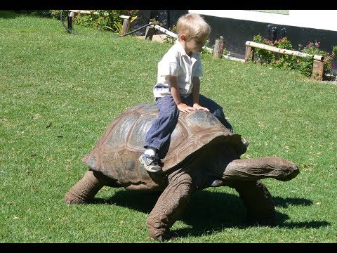 cute-babies-and-tortoise-become-friends---funny-babies-and-pets-compilation