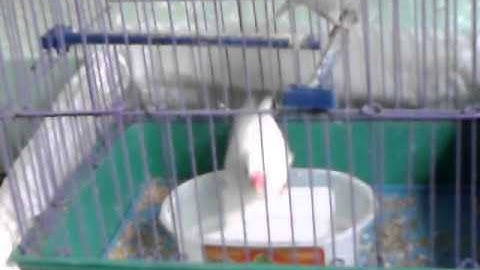 java finches taking a bath