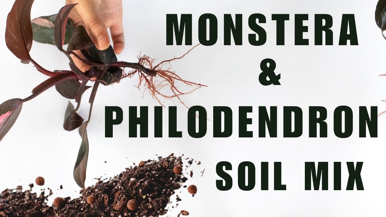 Easiest Soil Mix for Philodendrons and Monsteras
