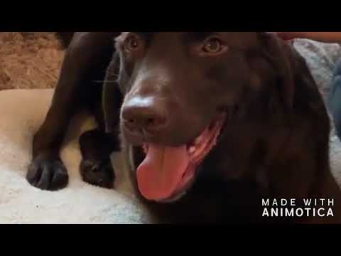 Video: Constipatie Van De Hond: Symptomen, Oorzaken En Behandelingen