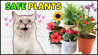 17 Common Houseplants That Are NONTOXIC To Cats