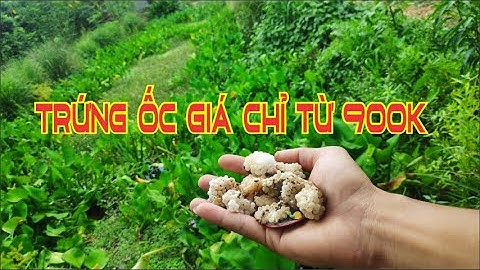Khuyến mãi trứng ốc T01/2022 chỉ từ 900k/kg || Giá sỉ siêu rẻ|| Gọi ngay 0927 579 959