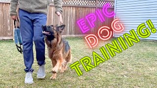 Incredible Transformation: Watch This German Shepherd Puppy Grow Up! by Training Positive 3,832 views 1 year ago 2 minutes, 6 seconds