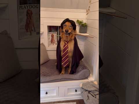 My dog is Harry Potter! #dog #goldenretriever