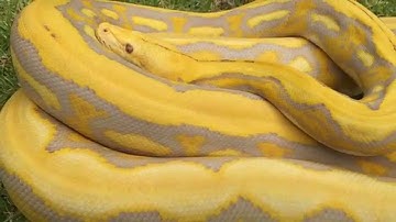 UPDATE on the female Albino Purple Tiger Reticulated Python