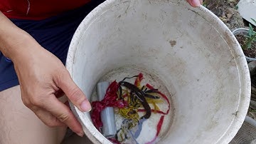 Rắn rằn ri voi hung dữ