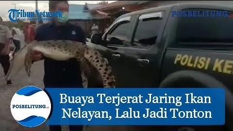Buaya Terjerat Jaring Ikan Nelayan, Lalu Jadi Tonton