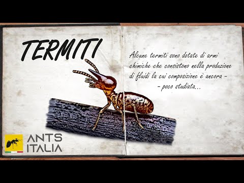 Video: Può una colonia di termiti sopravvivere senza una regina?