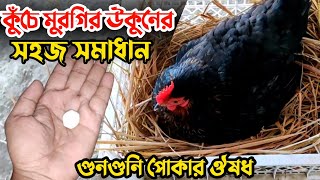 কুঁচে মুরগির উকুন হলে যে কাজ টি করবেন || মুরগির গুনগুনি পোকার ঔষধ || কৃষি প্রেম