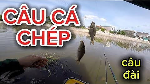 Câu cá chép tự nhiên | câu cá chép mùa đông|Chia sẻ | HƯƠNG liêu câu cá chép mùa đông 