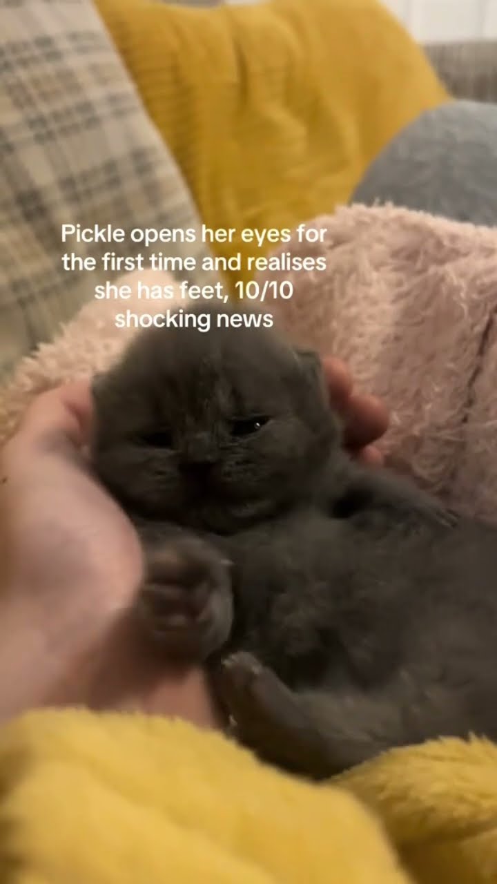 Kittyo opens eyes during prvnci song and like woah this is real life