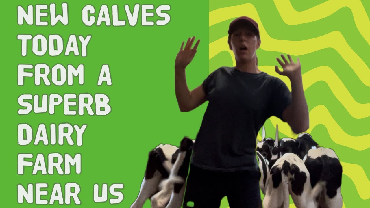 Ybvd The sheds are b&W and full of bull calves | Charlotte Ashley Farm | The ...