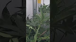 72 Days of VGrow in Just 24 Seconds 😳 Seed to Harvest Timelapse