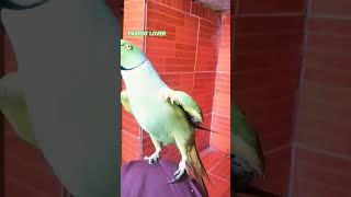 mammy mammy voice Ringneck parrot 🐦