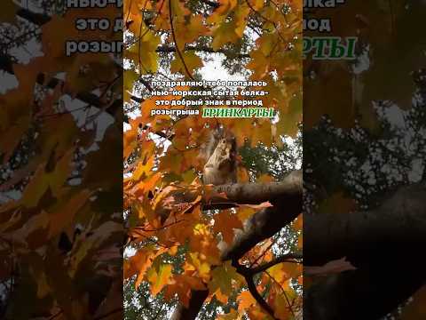 Счастливый знак для участия в лотерее на Гринкарту✅🇺🇸 #америка#лотереягринкард#гринкарта#гринкард