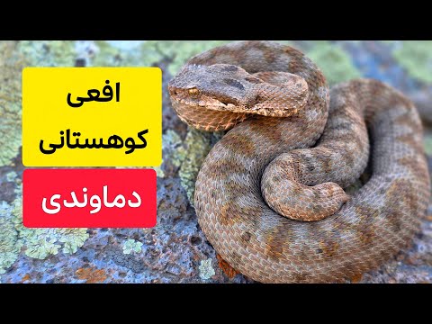 در جستجوی افعی کوهستانی دماوندی یکی از خاصترین های ایران