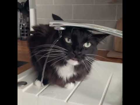 Video: Kāpēc kaķiem patīk dzert no ūdens krāna?