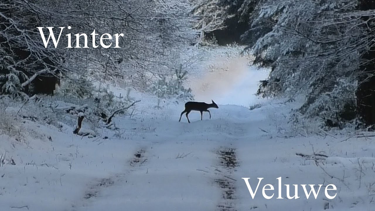 Veluws wild in een betoverend sneeuwlandschap.