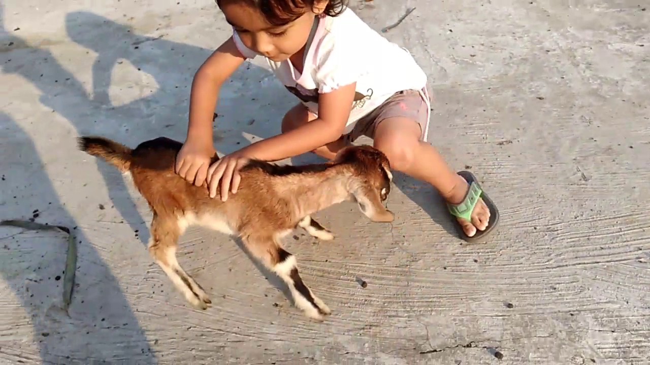 Kambing kecil dan JVA lucu suara kambing kecil 