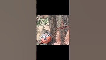 the 414th extreme process, killing giant trees growing on the road #chainsaw #shortvideo