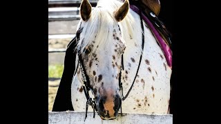 Unbelievable 2013 Leopard Appaloosa Gelding Sells May 27th, 23 @billingslivestockcommissio3747
