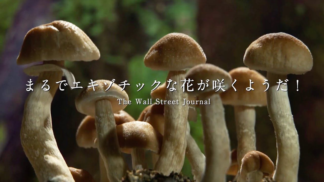 きのこの世界はまるでsf 足もとにある宇宙 映画 素晴らしき きのこの世界 予告編 Youtube きのこの世界はまるでsf 足もとにある宇宙 映画 素晴らしき きのこの世界 予告編 Youtube