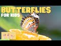 Butterfly Ecology and Biology
