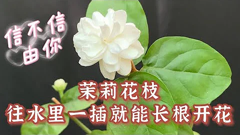 茉莉花枝往水裡一插就能長根開花 - 天天要聞