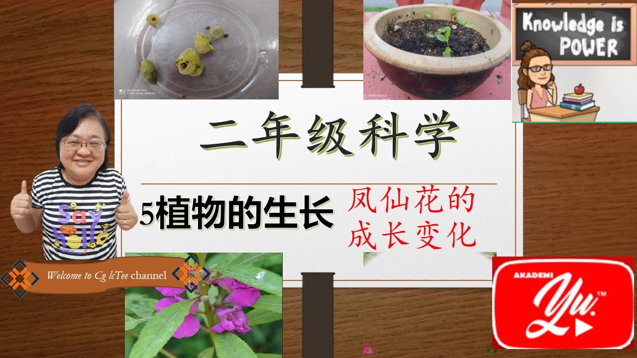 凤仙花的成长过程 Youtube