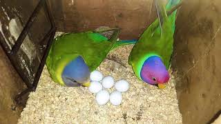 Plum Head Parakeet Progress Part 2  (  Parrots  Breeding )