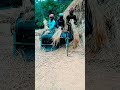 ধান ঝড়া 🥰🥰 #shortvideo #viral