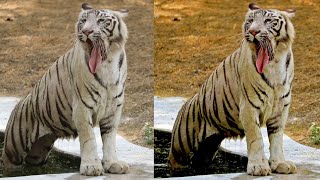 Delhi zoo female white tigeress editing in photoshop @Photoedit@colorgrading @WildlifeWithGopal screenshot 5