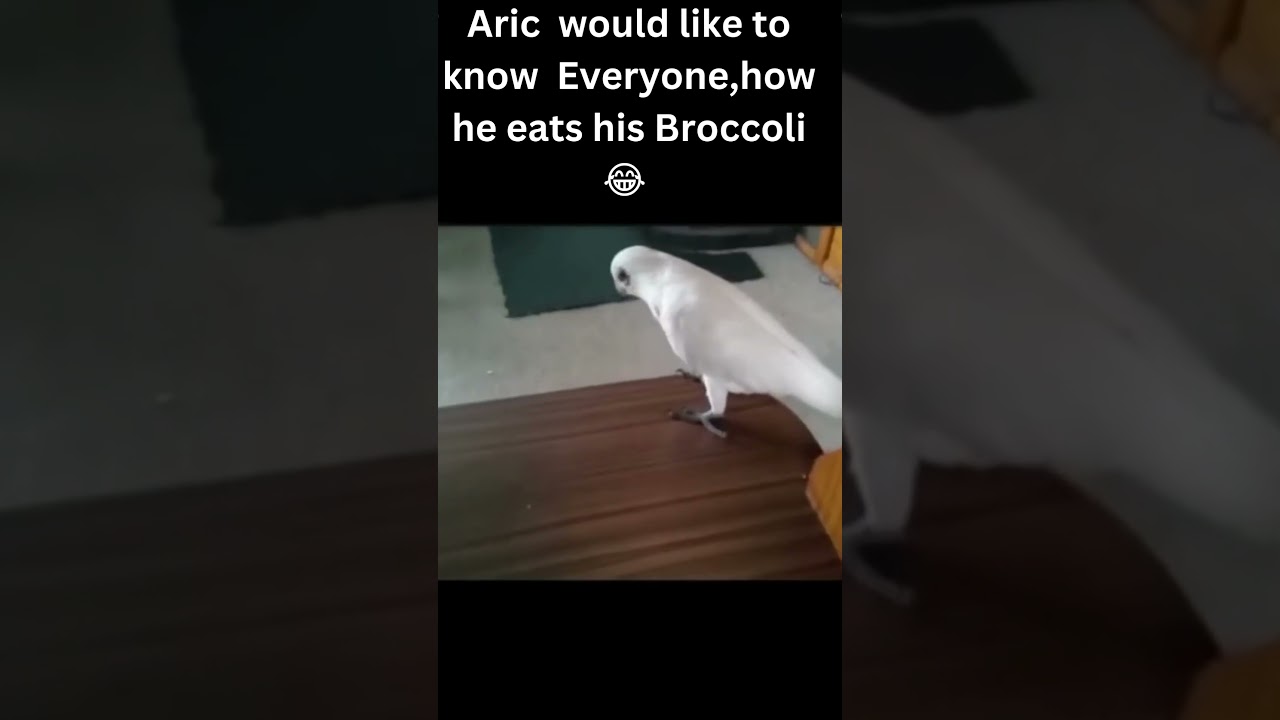 Angry Parrot Eating 😂 