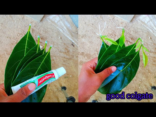 How to Grow Jackfruit tree From Leaf / full video step by step/How tu class=