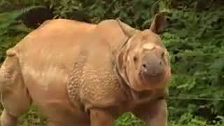You at the Zoo Uncommon Traits