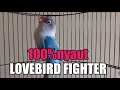 Full Emosi Tinggi Pancing Lovebird Auto Nyaut Ngekek Panjang Mp3 - Mp4 Download