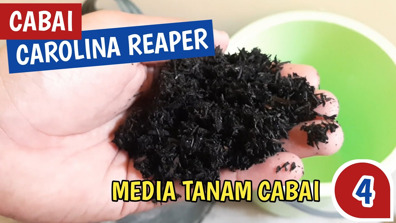 Eps 4 : Cara Menanam Cabe Carolina Reaper Series Red # Media Tanam