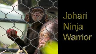 Johari Ninja Warrior