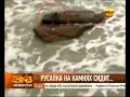 В Израиле нашли живую русалку. Уникальное видео