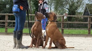 India & Kilo  Rhodesian Ridgeback Puppy's  2 Week Residential Dog Training At Adolescent Dogs