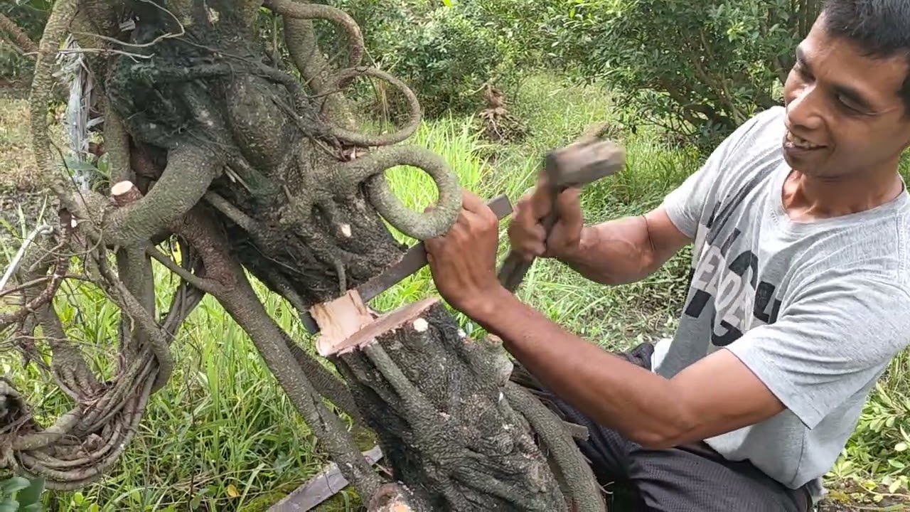 BONSAI KIMENG (FIKUS MIKROKARPA)POTONG BADAN BIAR BISA MELIUK@BONSAI KIMENG@BONSAI INDONESI