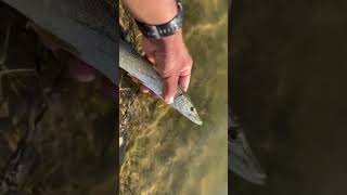 BURSA TURNA AVI  #turnaavı #pike #turnabalığı #lurefishing #spin #pikefishing #muskiefishing #muskie