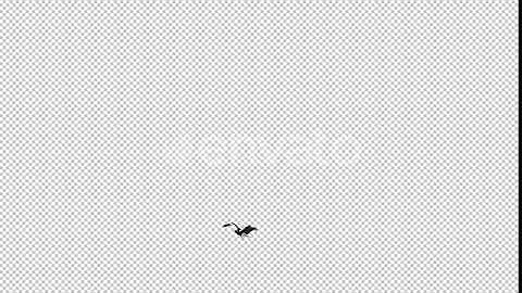 Sea Eagle - 4K Flying Transition - I | Motion Graphics - Envato elements