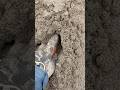 Detecting a volleyball court #metaldetecting #short #metaldetecting #treasure #garrettmetaldetectors