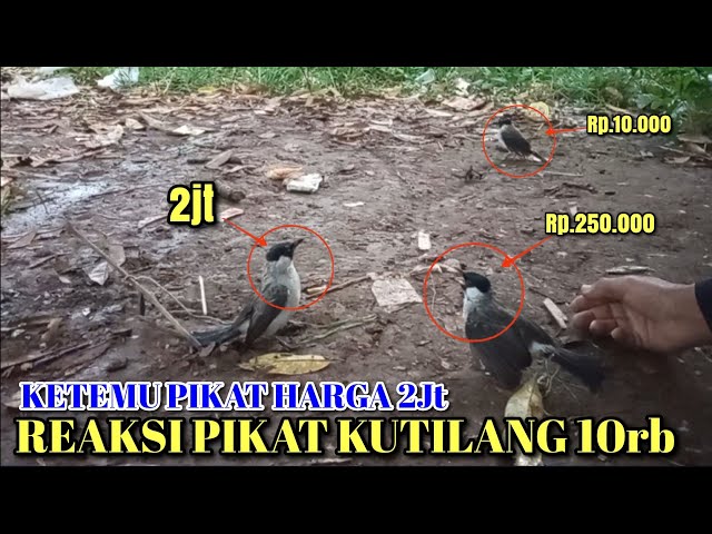 REAKSI PIKAT KUTILANG 10rb || Ketemu Pikat Harga 2Jt, Bikin Kutilang Kalah Mental Saat Jumpai Nya class=