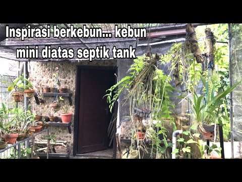 Inspirasi berkebun Anggrek & Anggur di lahan sempit hanya diatas Septic tank👍